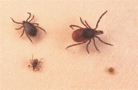 Seed Ticks Vs Chiggers Know The Difference