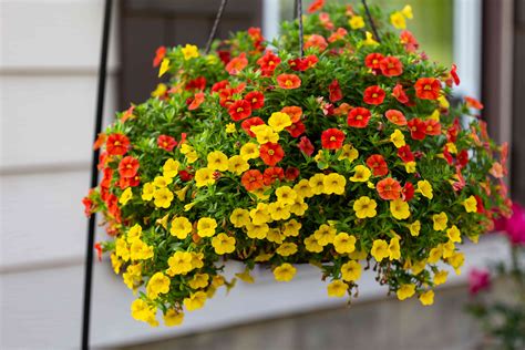 Partial Sun Flowers For Hanging Baskets : 10 Best Plants For Hanging ...