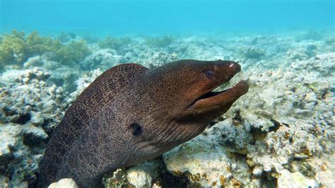 10 Strange and Incredible Moray Eel Facts