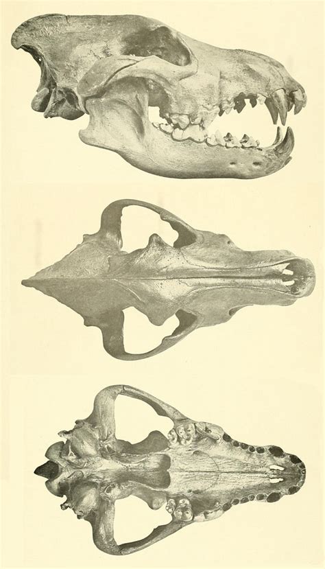 Dire wolf | Animal skull drawing, Canine skull, Dire wolf