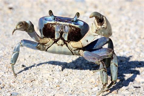 Blue Land Crab (Cardisoma guanhumi) | Blue Land Crab (Cardis… | Flickr