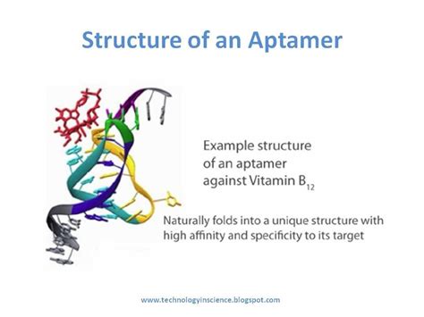 Aptamers - A new class of Oligonucleotides for Therapeutic and ...