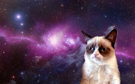 Space Cats HD Wallpaper - WallpaperSafari