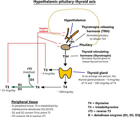 Hypothalamic-pituitary-thyroid axis illustration