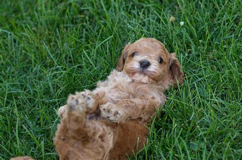 Cockapoo Puppies For Sale – Acorn Acres Puppies