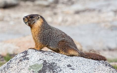 Groundhog vs Marmot - What is the difference? - Animal Hype