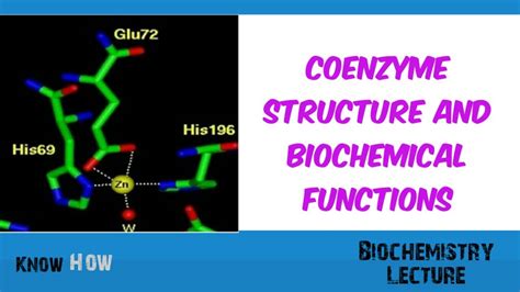 Coenzyme structure and Biochemical functions - YouTube