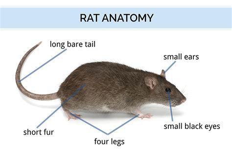 Rat Identification - Rat Anatomy & Life Cycle