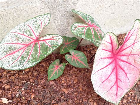 Purchased caladium bulbs (one of the only annuals I buy) for $0.50 each ...