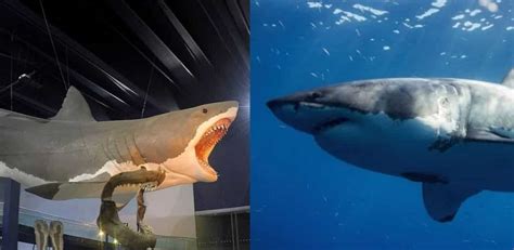 Carcharodon Megalodon Vs Great White