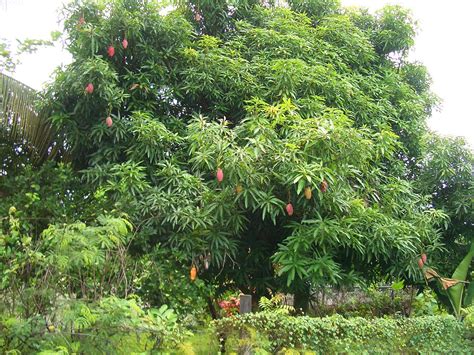 File:E9211-Nadi-mango-tree.jpg