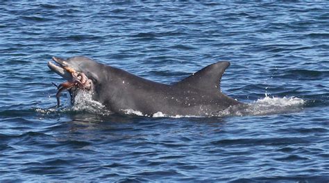 Bottlenose Dolphin Eating Squid