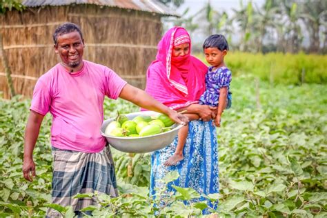 impact-of-bt-brinjal-cultivation-in-the-market-value-chain-in-five ...