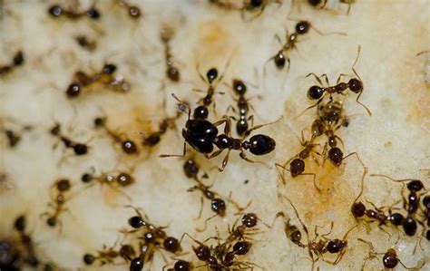 Identifying Big-Headed Ants West Palm Beach, FL | Empire Pest Defense