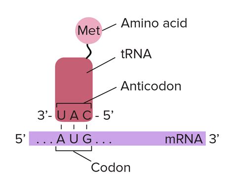 Protein Synthesis (part 3): Grade 9 Understanding for IGCSE Biology 3 ...