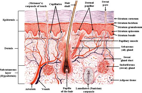 Labelled Pictures Of Human Skin - Layers of the Epidermis | Layers of ...