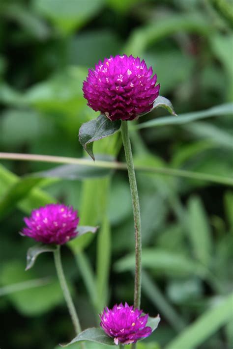 Gomphrena globosa - Image of an specimen - Plantarium