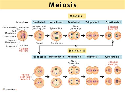 Meiosis: Definition, Stages, & Purpose with Diagram