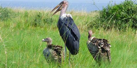 Birding Destinations in Uganda, Best Bird Watching Tours in Uganda