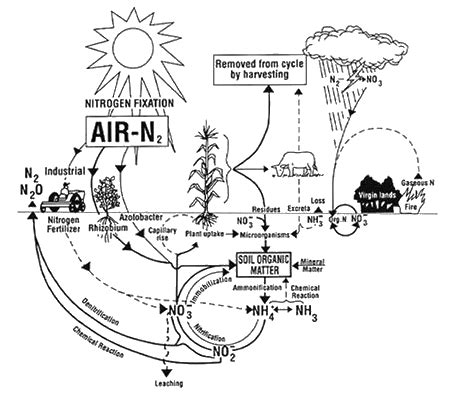 Ecological Effects of Ammonia | Minnesota Department of Agriculture