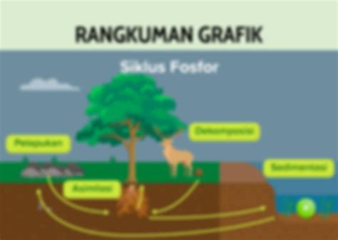 SOLUTION: Biologi daur biogeokimia siklus fosfor - Studypool