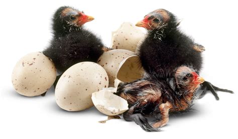 What Do Baby Birds Eat After Hatching - Get More Anythink's