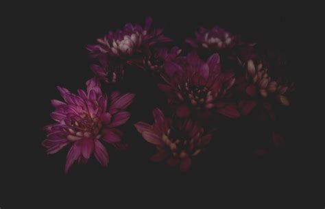 How to Shoot Moody Photography of Flowers (Dark Image Tips)