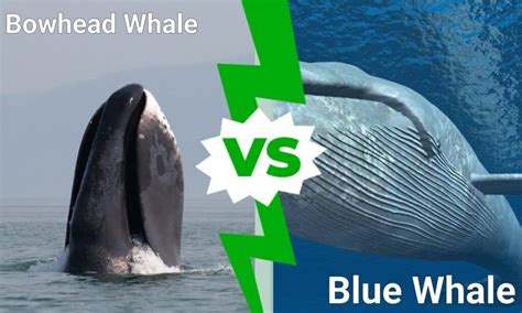 Bowhead Whale vs. Blue Whale - A-Z Animals