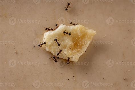 Big headed Ants 3749944 Stock Photo at Vecteezy