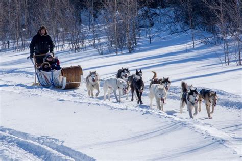 You Can Now try Dog-sledding At Parc Jean Drapeau | LiveMtl.ca