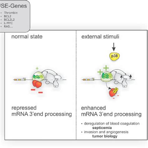 Mechanisms of thrombin action. Thrombin is a multifunctional serine ...