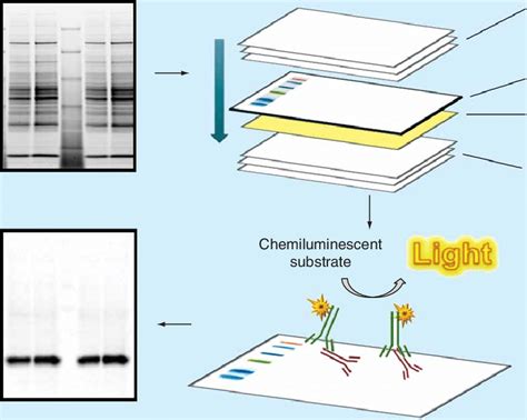 Schematic diagram of a typical western blot. The typical western blot ...