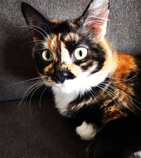 7 Pictures of Pretty Tortoiseshell Cats and Kittens