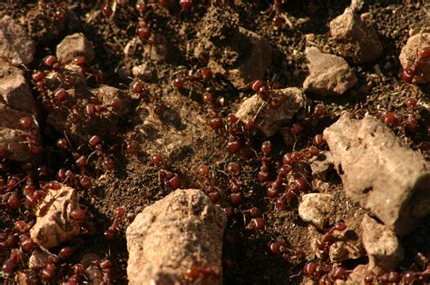 File:A Texas Ant Colony.jpg - Wikimedia Commons