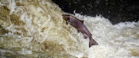 Salmon Spawning Season in Scotland | Eagle Brae