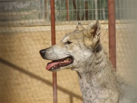 Arabian wolf - Facts, Diet, Habitat & Pictures on Animalia.bio