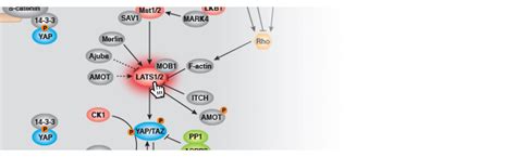 Cell Signaling Technology (CST): Antibodies, Reagents, Proteomics, Kits ...