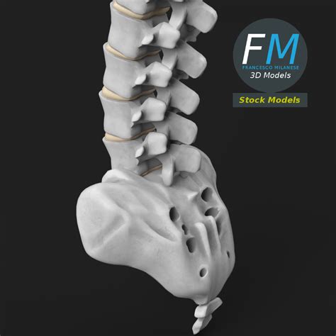 3D MODEL - Anatomy - Human spine 2