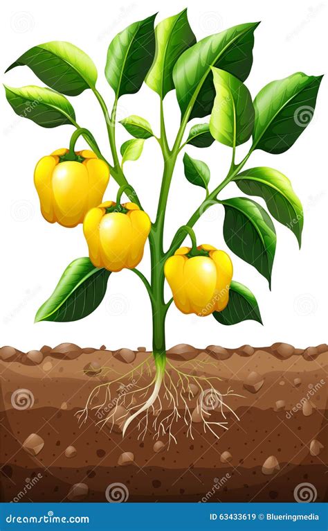 Fresh Capsicum on the Plant Stock Vector - Illustration of soil ...