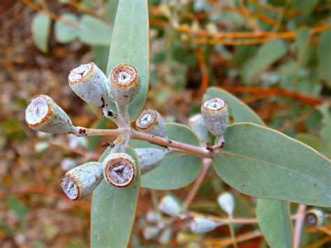 Eucalyptus fruit | This tree was shaggy, see below, and had … | Flickr