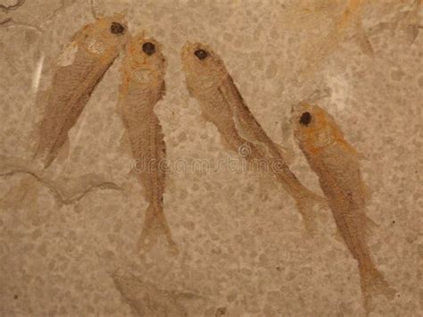 Fish fossil stock photo. Image of ancient, fish, olden - 13608326