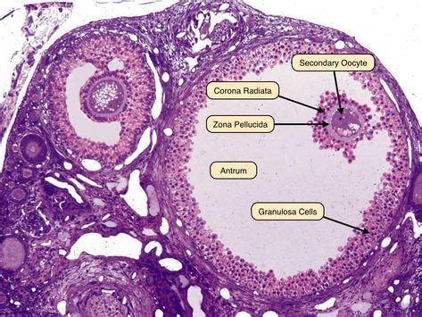 graafian follicle | Basic anatomy and physiology, Medical laboratory ...