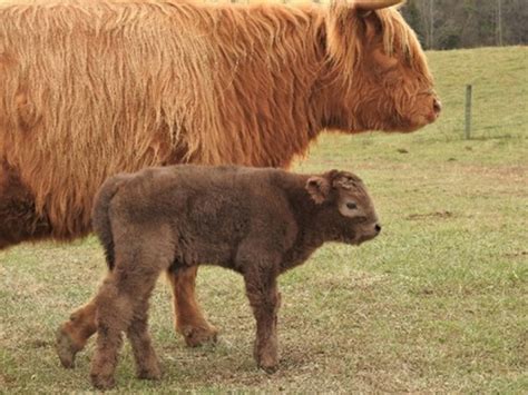 Fall 2020 and Spring 2021 Calves Are Coming! - Elm Hollow Farm