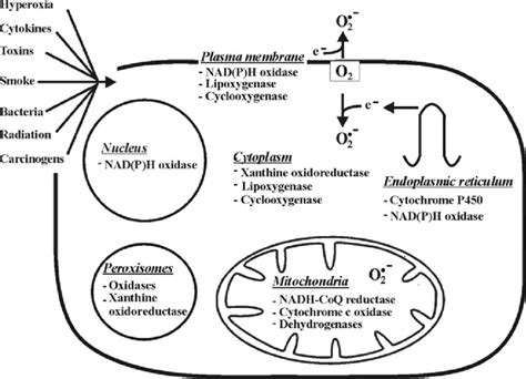 Generation of superoxide anion radicals in different cellular ...