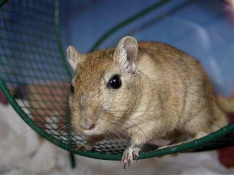 6 Easy Tips To Turn Easiest Way Possible How To Care For Gerbils as ...