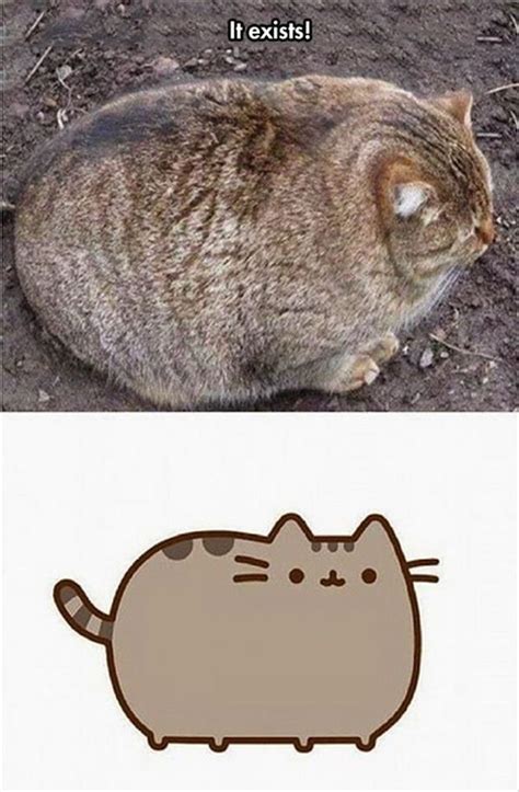 Funny Fat Animal Memes