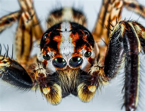 Why Have a Jumping Spider? - Jumping Spiders for Sale | Pet Store ...