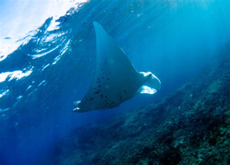 Are Manta Rays Dangerous? Mantaray Island Resort Has The Answer