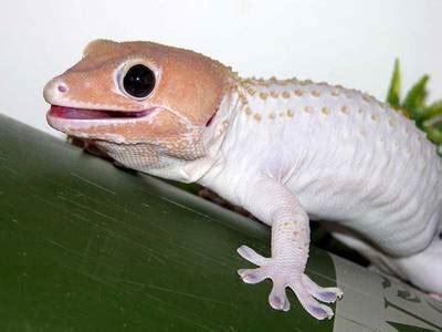 Tokay Gecko - Facts, Habitat, Diet, Pet Care and Pictures