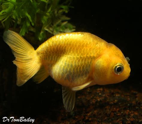 Premium Golden Ranchu Goldfish